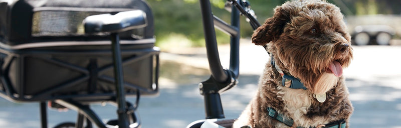 A cute dog sits in a RadRunner's front basket 