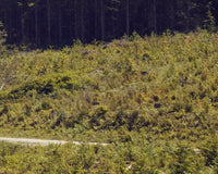 A RadRover 6 Plus on a dirt mountain road from a distance.